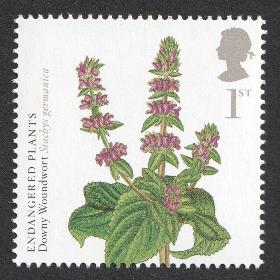 2009 1st Downy Woundwort. Endangered Plants. Action For Species. SG 2936 - Image 1 of 1