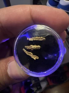Schöne natürliche Yukon Draht Goldnuggets - 0,55 Gramm - wunderschönes Exemplar 3 Drähte - Bild 1 von 19