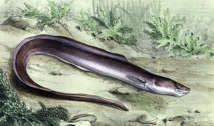 Estampe gravure lithographie illustration de poisson LE CONGRE COMMUN de 1868 - Imagen 1 de 2