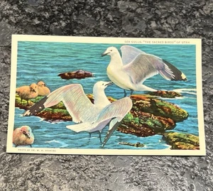 Vintage Postkarte - Möwen, "Die heiligen Vögel" von Utah, Curteichcolor - Bild 1 von 2