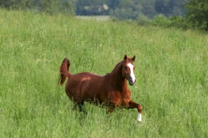 6,58€/kg Weidemischung 5 Kg Grassamen Pferdeweide Nachsaat Reparaturmischung - Bild 1 von 1
