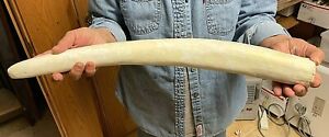  Scrimshaw Ready Walrus Tusk set  of 2  RESIN  reproductions Slightly fossilized