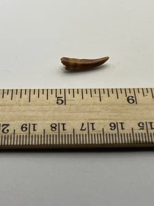 Pterosaur  Pterodactyl .75” T00TH Dinosaur F0SSIL not T Rex Cretaceous CS 12 - Picture 1 of 6