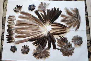 Large Lot of Beautiful Natural Assorted Multi-Color Peacock Feathers - Picture 1 of 10