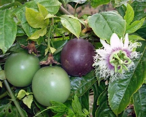 PASSIONFRUIT PLANTS/VINE - Picture 1 of 7