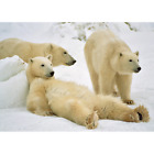 Bears polaires relaxant - carte postale lenticulaire 3D carte de vœux