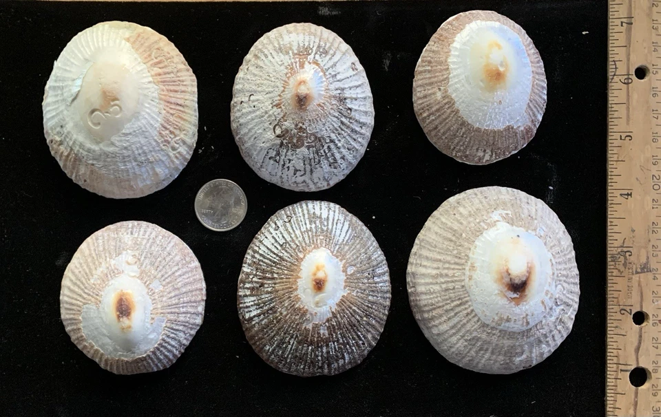 6 HUGE Hawaiian Koele Opihi (limpet) Shells - Image 1 of 4