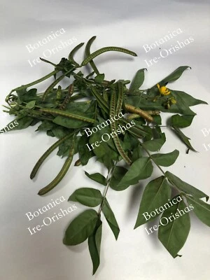 Ewe Tomode Guanina Gedeonda HIERBA PLANTA RELIGION yorubA ifa santeria