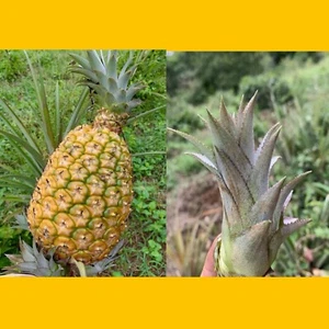 Pineapple 3 Plants Cayena Ananas Comosus Fruits Spiny Leaves - Picture 1 of 2