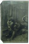 Antique Tintype Dog Photograph Great Image with Tongue out