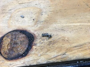 Carter Model N Carburatore Choke Detent Kit Riparazione Palla Cushman Clinton Kohler - Foto 1 di 1