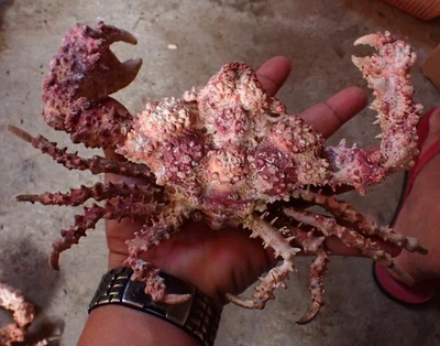 Tatskieshells- Marine Life- Daldorfia Horrida Stone Crab-  215mm x 126mm - Image 1 of 2