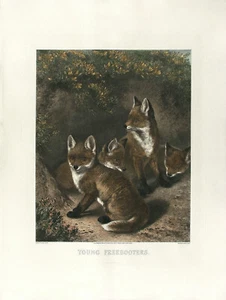 Aft SJ CARTER c1970-80s T. Ross Restrike Grabado Fox Cubs JÓVENES FREEBOOTERS - Imagen 1 de 1