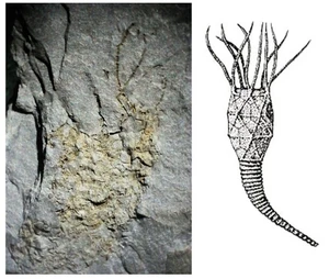 Raro Ordovícico Británico CISTOIDE FÓSIL Macrocystella Mariae Tremadoc Serie - Imagen 1 de 7
