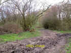 Photo 6X4 Muddy Bridleway Epping Green The Bridleway Here Enters The Nort C2014
