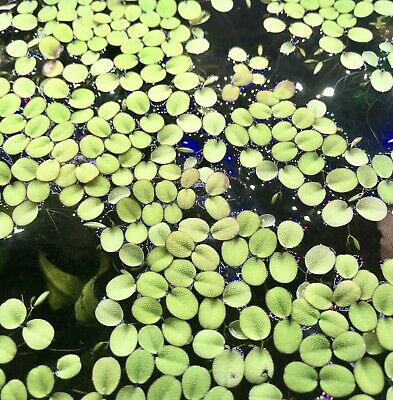 Salvinia Minima - Live Floating Plant For Aquarium Or Pond • 7.99$