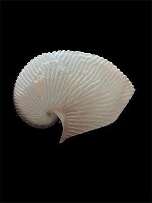 Sea shells Argonauta argo 161mm Aquarium Decoration Products creative gifts - Image 1 of 4