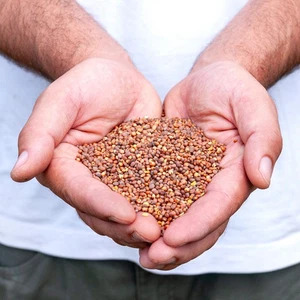 Ölrettich 2kg Samen Gründüngung Bienenweide gegen Nematoden - Bild 1 von 5