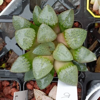 Comptoniana 'Mangekyou' （Kaleidoscope）, Large about 10cm Succulent - image 1 of 4