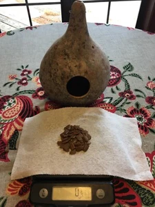 50 Purple Martin Birdhouse Gourd Seeds - Harvested in and Shipped from Alabama - Picture 1 of 12