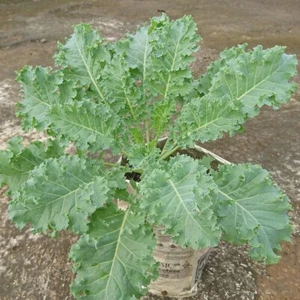 1/4 Lb Siberian Dwarf Kale Seeds - Everwilde Farms Mylar Seed Packet - Picture 1 of 2