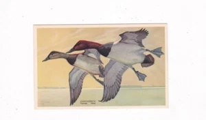 1939 CANVASBACK DUCK WILDLIFE POSTCARD JACQUES ARTIST SIGNED NATIONAL WILDLIFE - Picture 1 of 2