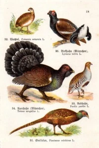 1910 SCHREIBER CHROMO quaglia, fagiano, pernice, cappercaillio, gallo nero - Foto 1 di 2