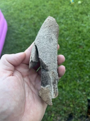 Juvenile Triceratops Brow Horn Project Dinosaur Fossil Hell Creek Formation, MT - Image 1 of 4