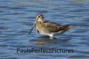 Bird Photo Picture In A4 Frame - Snipe - Picture 1 of 2