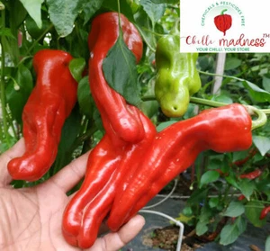 Chilli Cubanelle Italian Frying Pepper Sustainably Grown in Australia 10 Seeds - Picture 1 of 7
