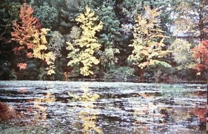 John R. Wells, Cibachrome-Druck, Teichreflexionen #8 - Bild 1 von 6
