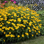 40 Heliopsis GoldenSun Yellow Sunflower Perennial Seeds~Brooklyn Botanical Club