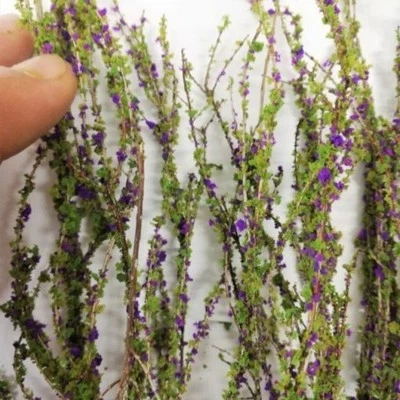 DIORAMAPRESEPE Efeu, Wilder Kletterer Pro Mix mit Violett Blumen - Modellbau & Diorama Pflanze