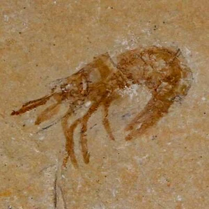 1.1" Fossil Shrimp Carpopenaeus Cretaceous Age 100 Mil Yrs Old Lebanon COA - Picture 1 of 7