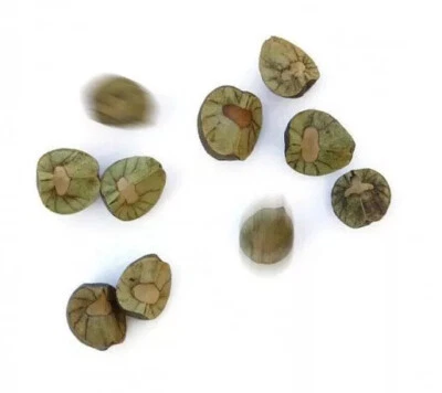 25 Mexican Jumping Beans (5 cases with 5 beans) - Real Mexican Jumping Beans - Image 1 of 4