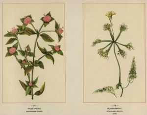 Mexikanisches Klee & Blasenkraut (fleischfressend) 1894 Wildblume Chromolitho Botanical - Bild 1 von 2