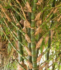 Miscanthus giganteus hecke