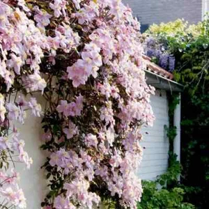 Clematis Montana Pink Perfection. The Mile-a Minute Quick Climbing Vine. Scented - Picture 1 of 6