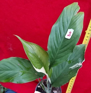 SPATHYPHYLLUM PICASSO - PEACE LILY # 2 -Popular Foliage Variegated - Picture 1 of 5