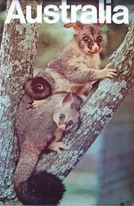 Vintage Color poster AUSTRALIA Ring-Tailed Possums “Australia Tourist Org.” - Picture 1 of 3