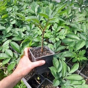 1 Pflanze Amorphophallus Konjak und Eimer - Bild 1 von 4