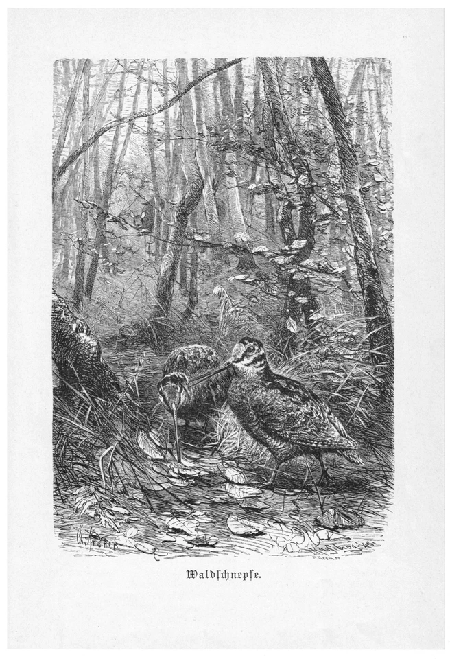 WALDSCHNEPFE Scolopax rusticola Schnepfe  VOGEL original Holzstich 1892 - Bild 1 von 1