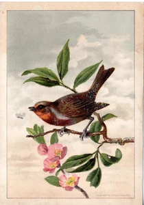 B1-75950. Chromolitho Seasonal Card Bird on Summer Branch no advert circa 1880 - Picture 1 of 2
