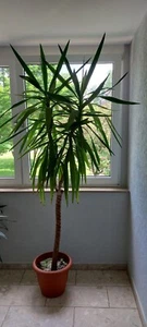 Schöne Yucca Palme ca. 235cm hoch - Bild 1 von 4