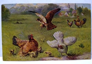 Hawk Grabs Baby Chick Roosters Hens Postcard Signed Muller Germany Series 216 - Picture 1 of 3