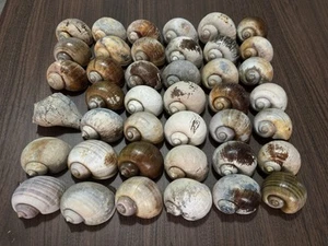 40 Large Florida Apple Snail Shells Hand Picked&Cleaned Shells - Picture 1 of 13