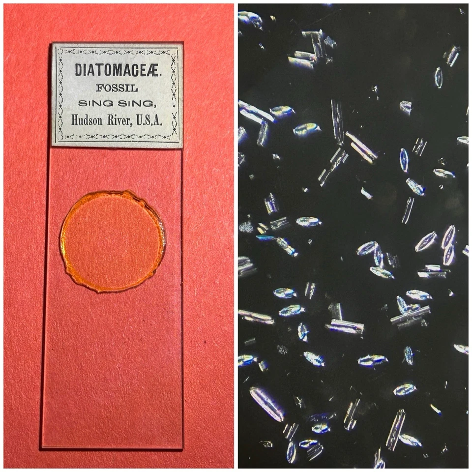 Antique Diatom Microscope Slide. Fossil Diatoms From Sing Sing Hudson River USA. - Image 1 of 1