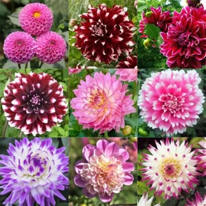 1 Pack/190+pcs Rare Dahlia Flowered Seeds Home Yard Garden Plant Decoration - Picture 1 of 21