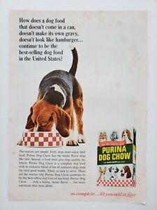 Purina Dog Chow Beagle Eating From Checkered Bowl 1966 Vintage Print Ad