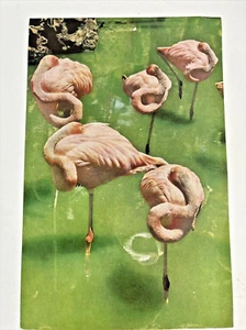 Anuncio impreso Flamenco rosa años 50 para coleccionar y enmarcar bailarinas en rosa - Imagen 1 de 5